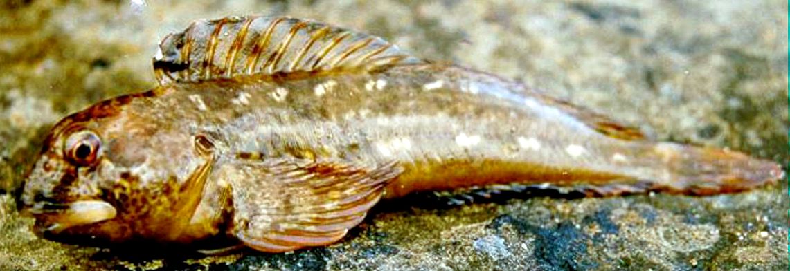 Lipophrys pholis_02355